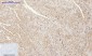 PI 3-kinase p110α Polyclonal Antibody